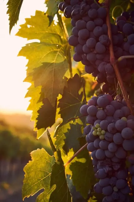 uva rossa vino italiano