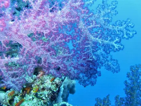 barriera corallina taba